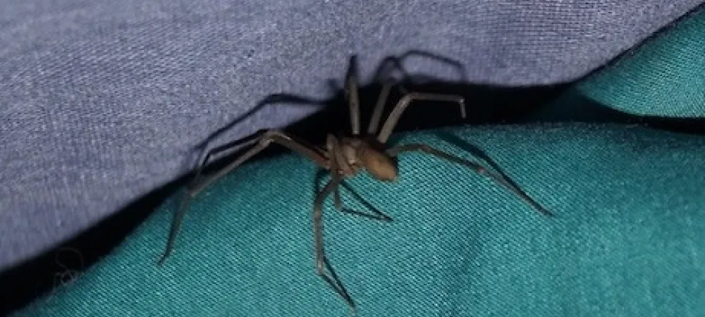 brown recluse spider