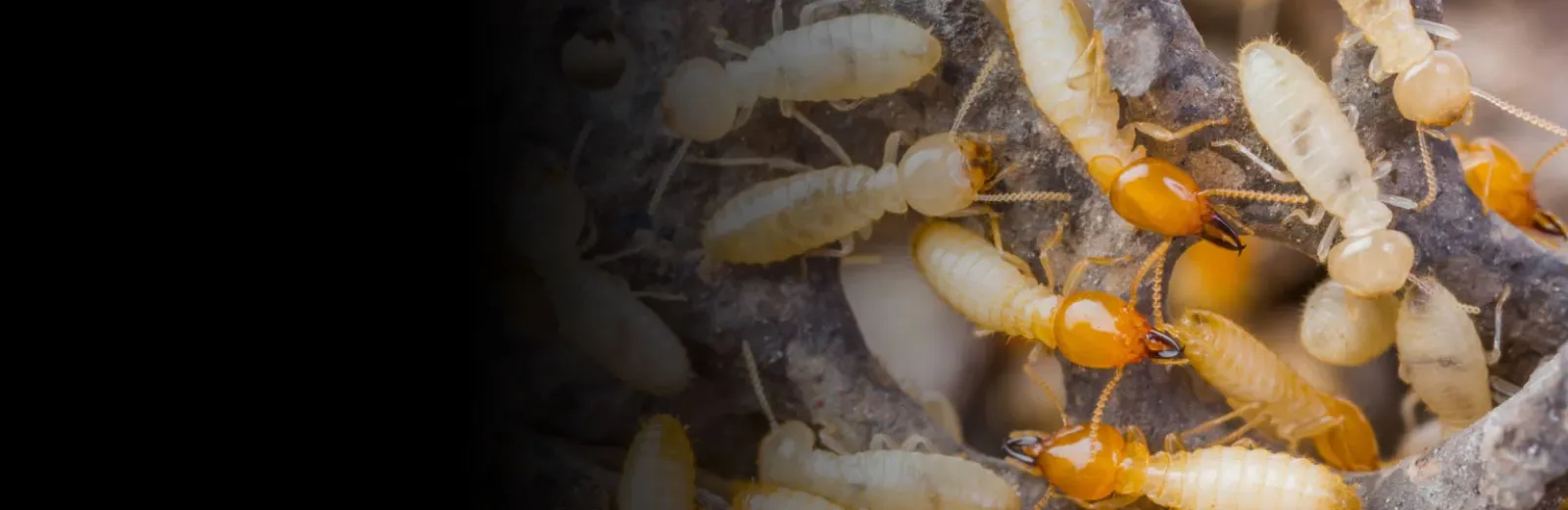 Termites on wood