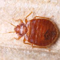 close up image of a bed bug