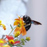 carpenter bee landing on a flower