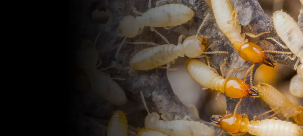 Termites on wood